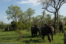 Afrikanischer Elefant (102 von 131).jpg